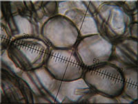 Helles Schilf-Weichbecherchen - Mollisia hydrophila