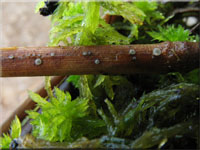 Rohrglanzgras - Weichbecherchen - Mollisia phalaridis