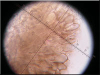 Gelbliches Schilf-Weichbecherchen - Mollisia retincola