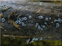 Weidenröschen-Einsenkbecherchen - Pyrenopeziza chamaenerii