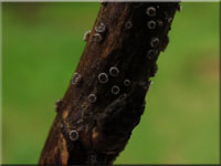 Beigefarbenes Rubus-Einsenkbecherchen - Pyrenopeziza dilutella