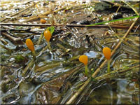 Sumpf-Haubenpilz - Mitrula paludosa