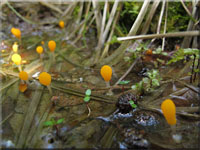 Sumpf-Haubenpilz - Mitrula paludosa