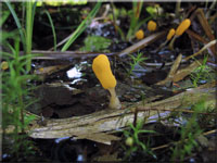Sumpf-Haubenpilz - Mitrula paludosa