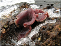 Grosporiger Gallertbecher - Ascocoryne cylichnium