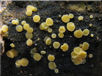 Blassgelbes Reisigbecherchen - Bisporella subpallida