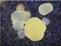 Blassgelbes Reisigbecherchen - Bisporella subpallida