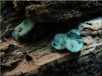 Grnspanbecherchen - Chlorociboria aeruginascens