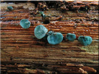 Grünspanbecherchen - Chlorociboria aeruginascens