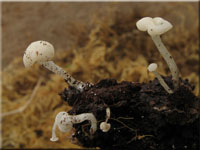 Helm-Kreisling - Cudoniella acicularis