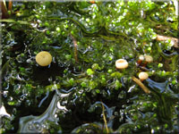 Wasser-Kreisling - Cudoniella clavus
