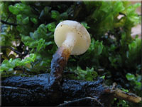Wasser-Kreisling - Cudoniella clavus