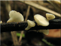 Weißes Stängelbecherchen - Hymenoscyphus albidus