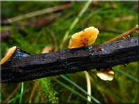 Kelchförmiger Stängelbecherling - Hymenoscyphus calyculus