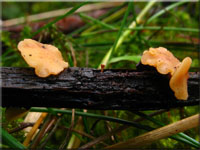 Kelchfrmiger Stngelbecherling - Hymenoscyphus calyculus