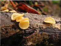Weiden - Stngelbecherling - Hymenoscyphus conscriptus