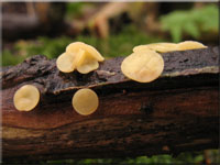 Weiden - Stngelbecherling - Hymenoscyphus conscriptus