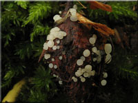 Buchenfruchtschalen - Stngelbecherling - Hymenoscyphus fagineus
