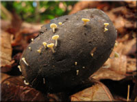 Fruchtschalen-Becherling - Hymenoscyphus fructigenus