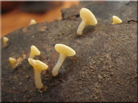 Fruchtschalen-Becherling - Hymenoscyphus fructigenus