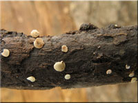Bartloses Stängelbecherchen - Hymenoscyphus imberbis