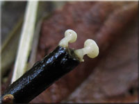 Frühes Stängelbecherchen - Hymenoscyphus vernus