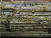 Gelbes Drechselstielbecherchen - Allophylaria herbicola