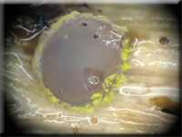 Belonidium sulphureum