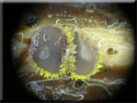 Belonidium sulphureum