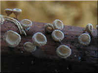 Himbeerranken-Haarbecherchen - Brunnipila clandestina