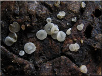 Rtendes Kiefern-Zapfenbecherchen - Calycina conorum
