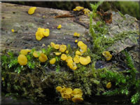 Zitronengelbes Reisigbecherchen - Calycina citrina 