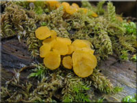 Zitronengelbes Reisigbecherchen - Calycina citrina 