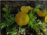 Zitronengelbes Reisigbecherchen - Calycina citrina 