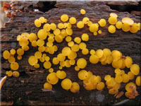 Zitronengelbes Reisigbecherchen - Calycina citrina 