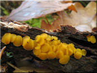 Zitronengelbes Reisigbecherchen - Calycina citrina 