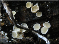 Schneeweies Haarbecherchen - Dasyscyphella nivea