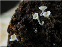 Schneeweies Haarbecherchen - Dasyscyphella nivea
