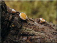 Gemeines Lrchen-Haarbecherchen - Lachnellula occidentalis
