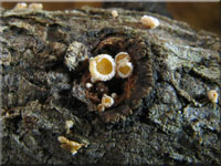 Gemeines Lrchen-Haarbecherchen - Lachnellula occidentalis