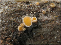 Gemeines Lrchen-Haarbecherchen - Lachnellula occidentalis
