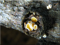 Gemeines Lrchen-Haarbecherchen - Lachnellula occidentalis