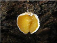 Gemeines Lrchen-Haarbecherchen - Lachnellula occidentalis