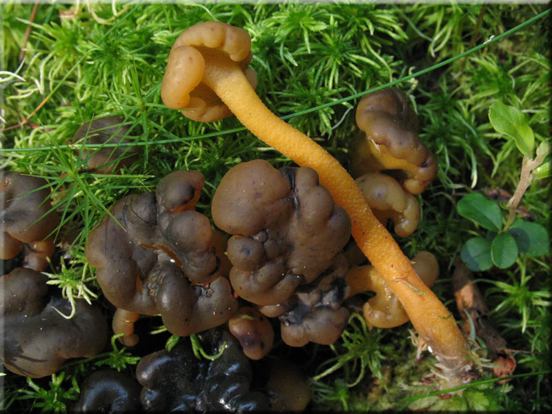 Leotia lubrica