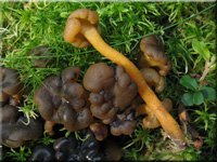 Grngelbes Gallertkpfchen - Leotia lubrica