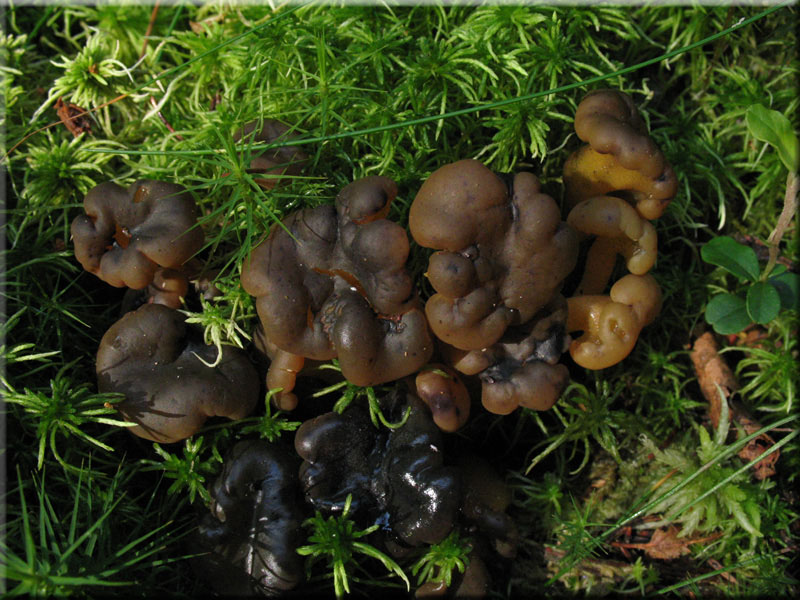 Leotia lubrica
