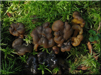 Grngelbes Gallertkpfchen - Leotia lubrica