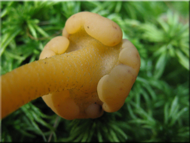 Leotia lubrica
