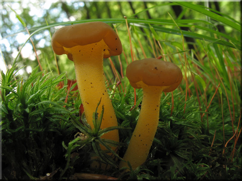 Leotia lubrica