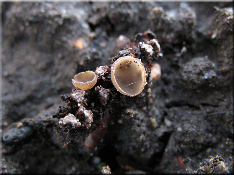 Ciboria amentacea